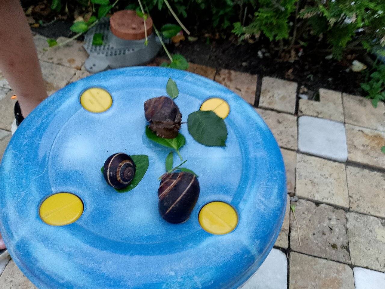 Фото Гостевого дома Димерчи Лермонтово 46