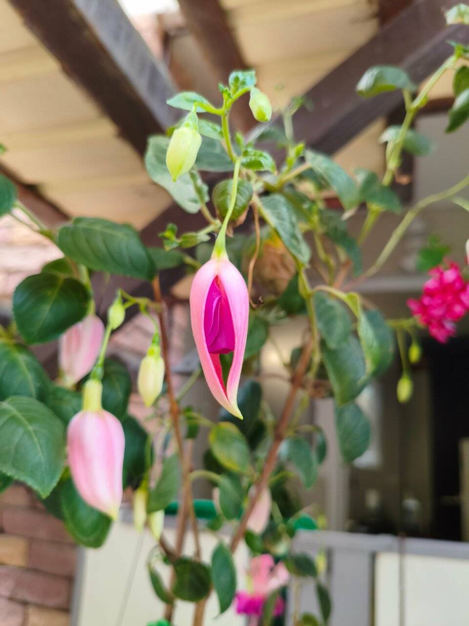 Фото Гостевого дома Димерчи Лермонтово 75