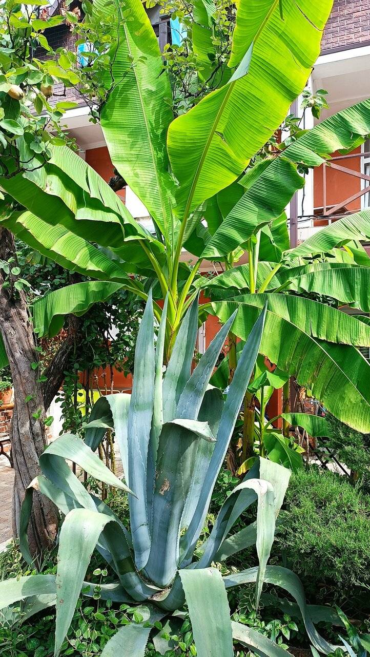 Фото Гостевого дома Димерчи Лермонтово 29