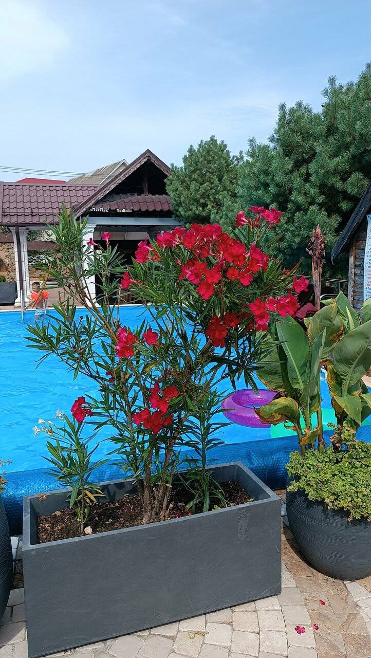 Фото Гостевого дома Димерчи Лермонтово 32