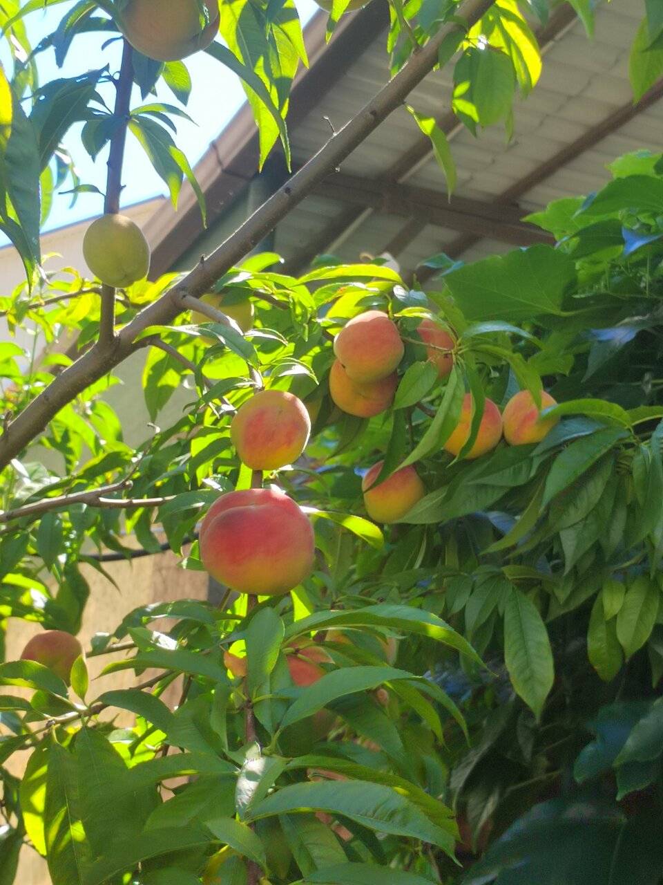 Фото Гостевого дома Димерчи Лермонтово 24