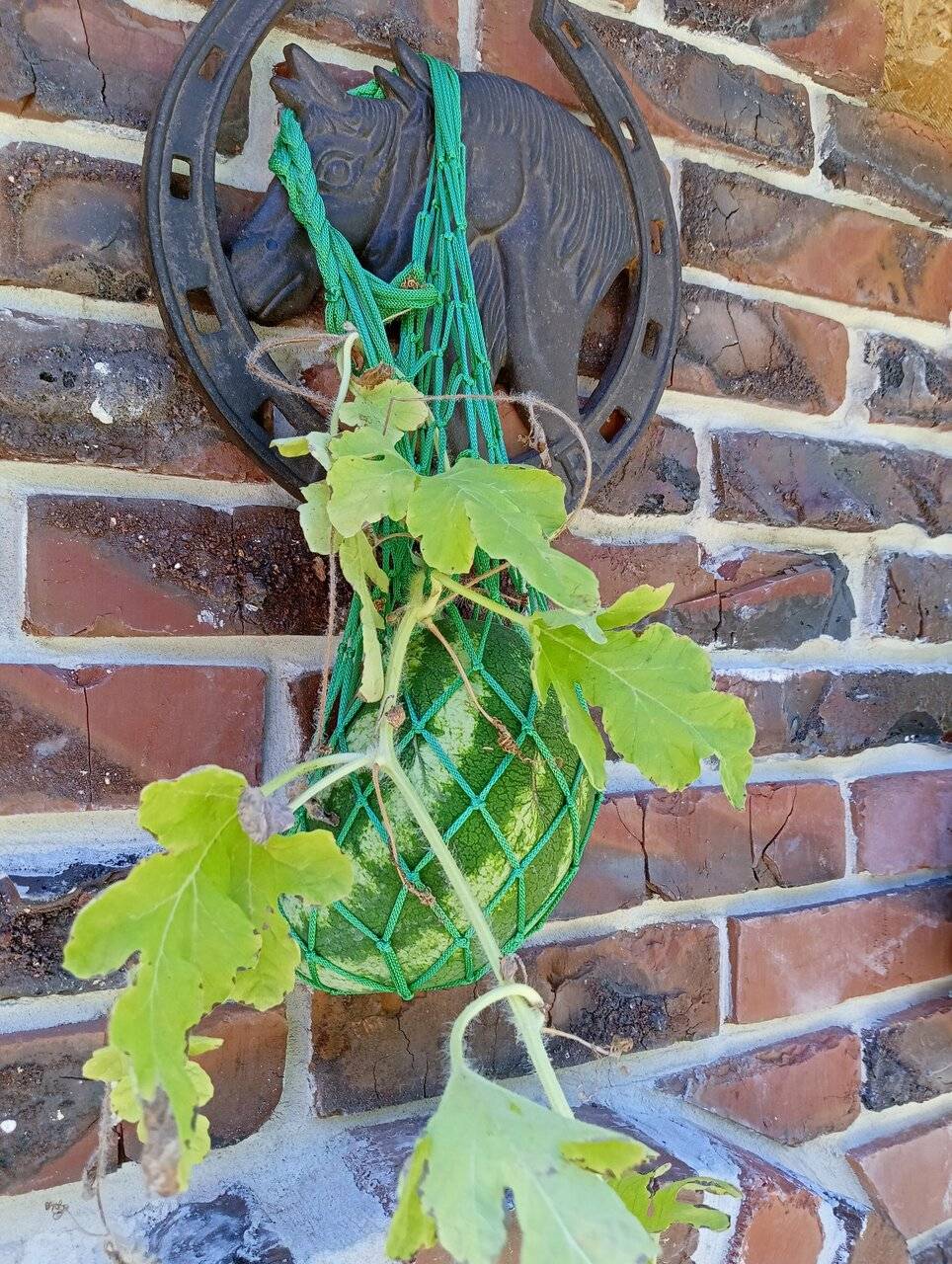 Фото Гостевого дома Димерчи Лермонтово 34